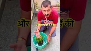 Best way watering in bonsai plants #viral #bonsai #trending #wateringbondai #shorts #reels #watering