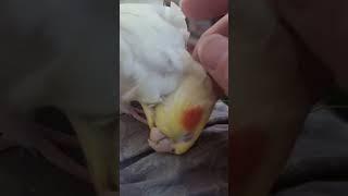 Lio super love it #cute #animals #cockatiel #lio #parrot