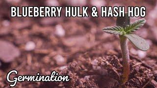 Blueberry Hulk & Hash Hog - How to Germinate Autoflowers the EASY Way
