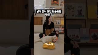 귀엽고 볼드한 무료 한글 폰트 5종⭐️ #고영주택