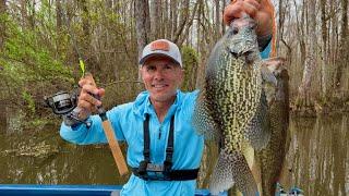 LOAD UP on Crappie in Jungle of Cypress! Catch & Cook