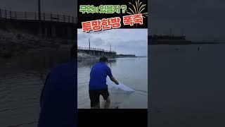 무엇이 있을지? 투망 한방 폭죽 #shorts #fishing #취미 #바다투망 #취미생활 #투망