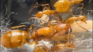 Ich zeige euch 16 verschiedene Camponotus Arten! | Ameisenarten im Vergleich 01