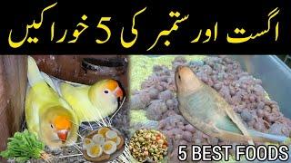 August and september 5 best foods for budgies,lovebirds etc / softfoods before breeding season