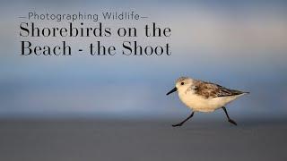 Shorebirds & Gulls on the Beach - the Shoot