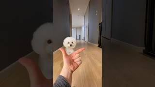 똑똑한 푸들을 부르면? #아라 #미소아라tt