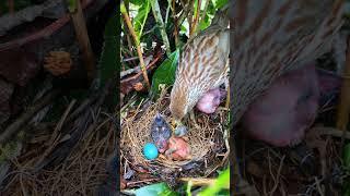 "মায়ের মর্যাদা | মিজানুর রহমান আজহারী | হৃদয় ছুঁয়ে যাওয়া ইসলামিক বয়ান"