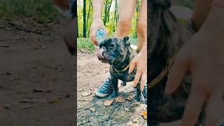 #собаки #кошки #милота                   #пушистик  #французкийбульдог