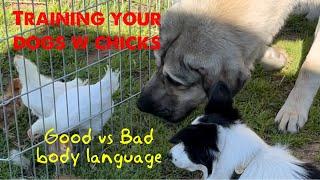 Training your dogs with chicks using an xpen. Good vs bad body language