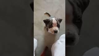 Cute puppy video#grapes lover#short video