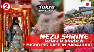 Exploring Nezu Shrine & Azalea Festival + Micro Pig Cafe in Harajuku | Tokyo Travel Vlog Ep 2