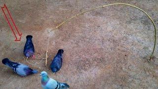 Experiment: Creative idea ! How does bird trap work 100% online ? Pigeon trap