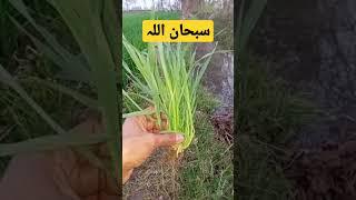 Wheat plant Caring| #shorts #gandom