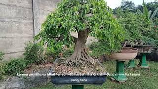 Ficus Benyamina @HDS Bonsai #bonsai