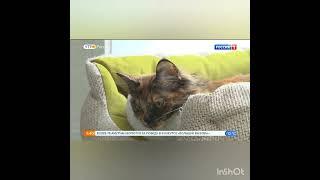 Чем кормить питомца.