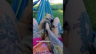 One person's kindness won the protection of a whole fox family#animals #fox #shorts  #friendship
