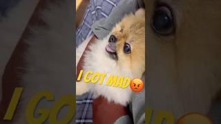 심기 불편한 강아지(눈 검사, 귀청소) #dogshorts#강아지쇼츠#강아지브이로그#포메라니안#pomeranian#puppylife#멍멍이#lovelydog#maddog#화난강아지