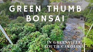 Visiting Green Thumb Bonsai Nursery