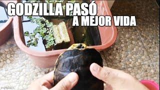 Godzilla pasó a mejor vida, lavando habitat de tortugas