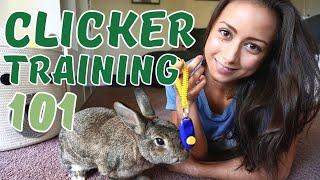 Clicker Training for Rabbits - Learn from a Professional Trainer | ALL Your Rabbit Problems SOLVED!