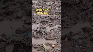 찰나의 순간 장마비가 이렇게 되었어요,