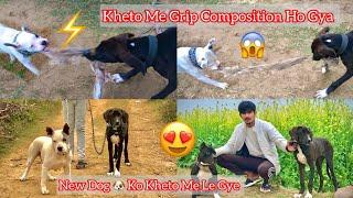 American  Bully V/S Pak  Bully Grip Competition || New Dog Ko Kheto Me Le Gye ||Full Vlog