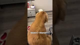 不顧壹切，向愛奔赴#金毛路虎 #孕婦日常