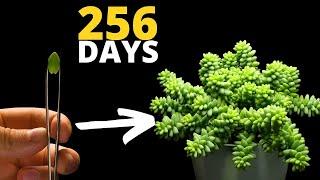 The MOST Satisfying Plant Time Lapse EVER - Burro‘s Tail Succulent