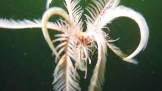 Phenomenal Feather Stars