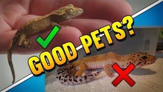 Deformed Geckos Make Bad Pets?