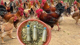 How to prevent diseases for free range chickens