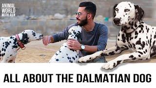 Facts About Dalmatian