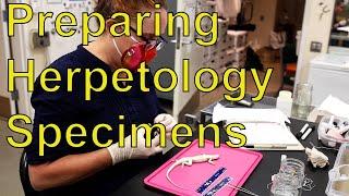 Preparing Herpetology Specimens with Dr. Carol Spencer