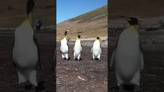 南極Antarctica~Falkland Islands~Saunders Island.企鵝二重唱