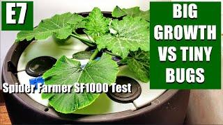 E7 BIG RESULTS vs TINY BUGS   SPIDER FARMER SF1000 TEST GROW