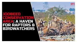 Bikaner's Jodbeed Conservation Area: A haven for raptors and birdwatching enthusiasts