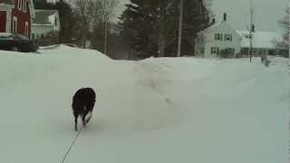 Quade out and about during the blizzard of 2013.