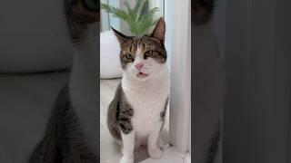 КОШКИ ПОРВАЛИ ОБОИ?! КАЖЕТСЯ МЯТЕ ВЛЕТИТ.. #котики