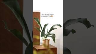 반려동물도 안전한 반려식물 5가지 알려드려요 #반려동물 #반려식물 #식집사 #식물키우기 #식물
