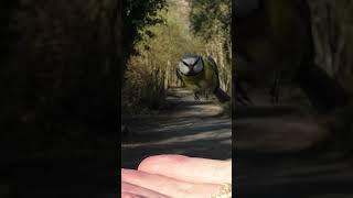 Blue Tit Bird Lands on My Hand