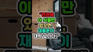 현관에 이 식물만  있으면 재물운이 대박납니다#풍수 #사주#재물운