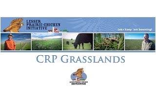 Conservation Media® - Lesser Prairie Chicken Initiative - CRP Grasslands