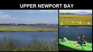 UPPER NEWPORT BAY (Newport Back Bay) - Newport Beach - Kayak, Stand Up Paddle Board  SUP, Canoe