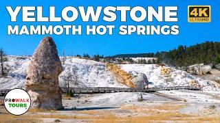 Mammoth Hot Springs: Yellowstone National Park | Walking Tour 4K60fps