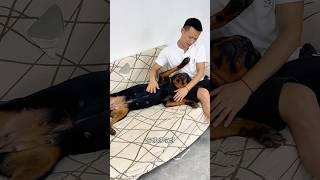 果然撒娇的女人最可爱，狗狗也一样 #罗威纳 #罗威纳护卫犬 #rottweiler #搞笑 #funny #萌宠 #pets #向威和一坨 #trendingshorts #老友狗狗 #狗狗
