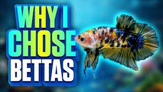 9 Reasons I Chose Betta Fish For My Fish Room!