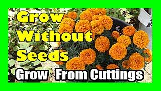 Grow Marigold From Cutting: Propagate Marigold Plants Without Seeds