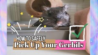 Gerbil Care - How To Safely Pick Up Your Gerbils