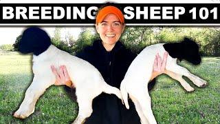 BREEDING SHEEP Small Scale (my full system) Grass Based Meat Sheep Farming Lambing Homesteading