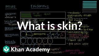 What is skin? (Epidermis) | Integumentary system physiology | NCLEX-RN | Khan Academy